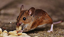 24 Hour & Emergency Exterminators in Carmel By The Sea, CA